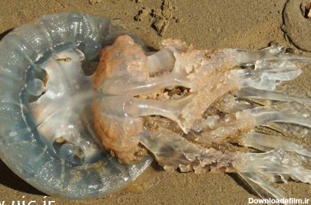 کشف عروس دریایی غول پیکر در ساحل +عکس