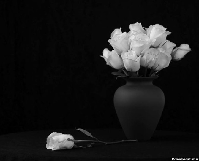 عکس های گل سیاه و سفید