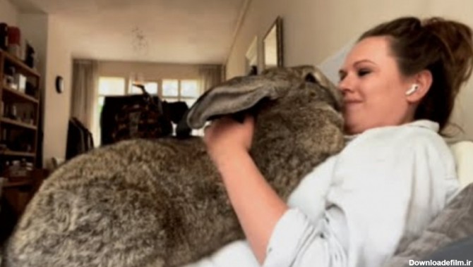 کلیپ حیوانات ، بزرگترین خرگوش جهان ،