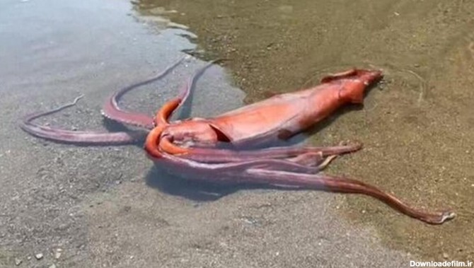 عکس فیلم ماهی مرکب