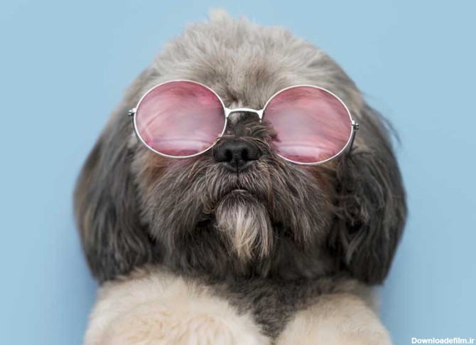 دانلود تصویر سگ پاکوتاه با عینک | تیک طرح مرجع گرافیک ایران