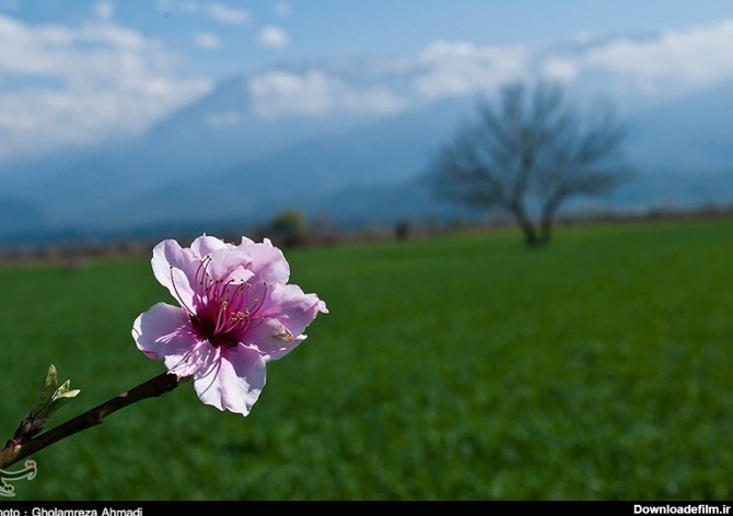 طبیعت بهاری مازندران- عکس مستند تسنیم | Tasnim