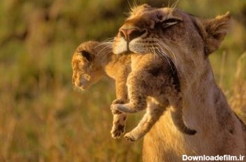 بچه شیر در دندان شیر مادر lion mother wallpaper