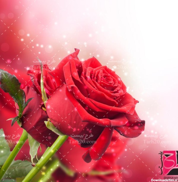 دانلود عکس گل رز قرمز با کیفیت بالا