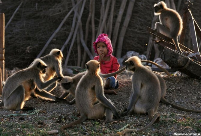رابطه دوستانه پسر 2 ساله با بچه میمون ها + تصاویر