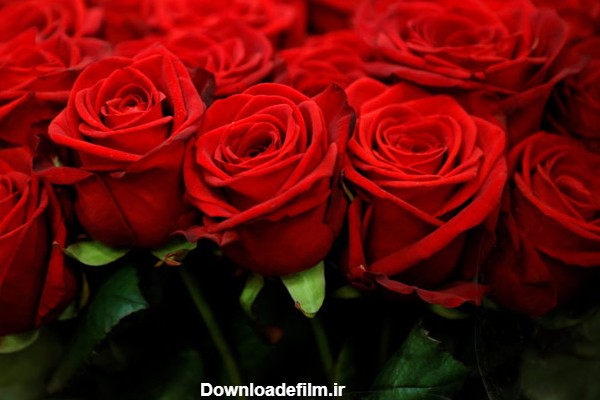 گالری زیبای عکس گل رز و گل محمدی در رنگ های مختلف | ستاره
