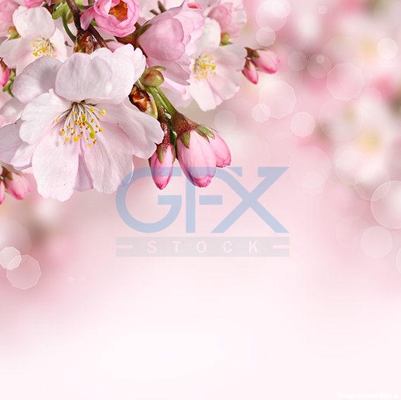 دانلود عکس زیبای گل و شکوفه های بهاری مخصوص طراحی