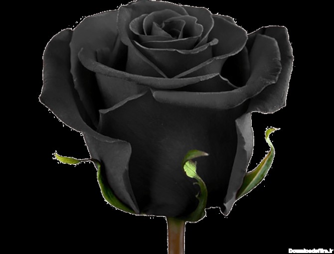 عکس گل سیاه رز