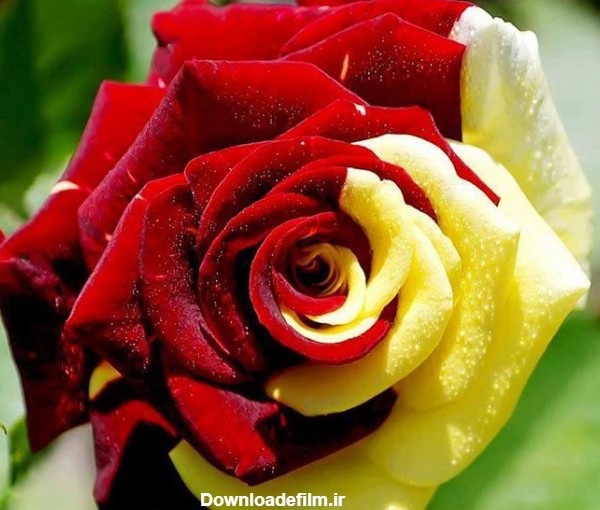گل رز دو رنگ - عکس ویسگون