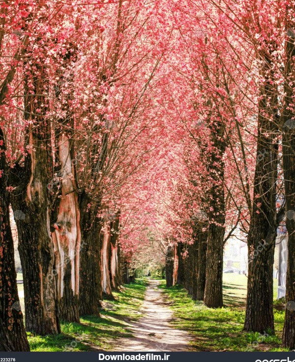 پس زمینه طبیعت با شکوفه كوچه بهار تونل عاشقانه درختان گل صورتی 1223276