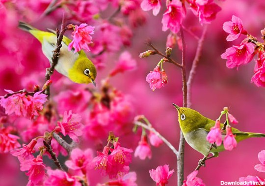 وب سایت روستای بنار آزادگان - عکسهای پرندگان زیبا در فصل بهار