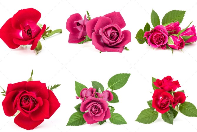 دانلود 27 تصویر گل رز قرمز و صورتی با بک گراند سفید (تصاویر ...