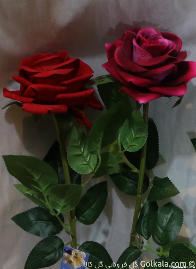 شاخه گل رز جیر در رنگهای متفاوت | گلفروشی گل کالا | شاخه ای 10 ...