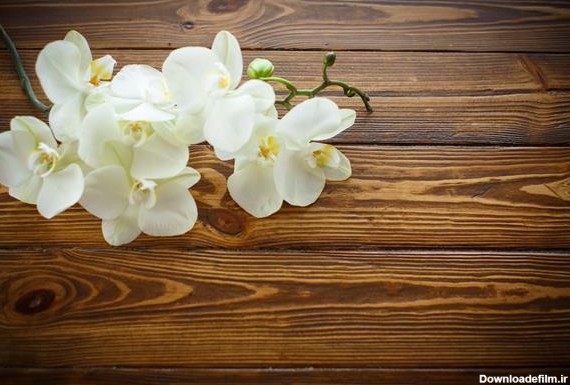 گل یاس سفید روی چوب
