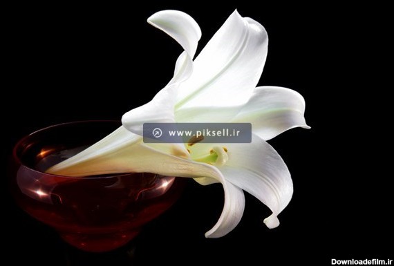 عکس با کیفیت از گل سوسن در ظرف