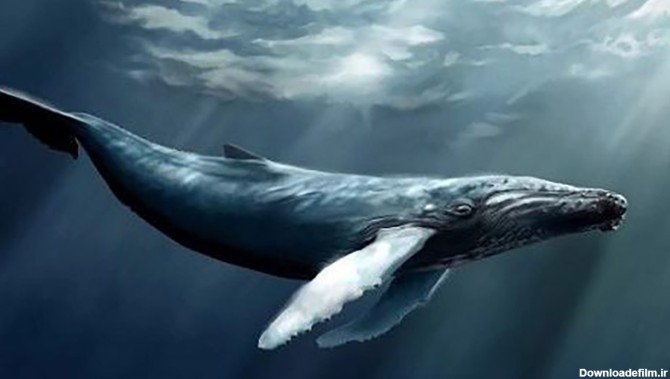 فیلم غم بزرگ تنها ترین نهنگ دنیا / چرا معشوقه ندارد ؟!