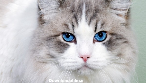 والپیپر گربه چشم آبی - ای اس دانلود