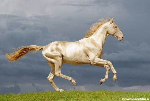 عکس | با اعجاب‌انگیزترین نژادهای اسب آشنا شوید! - خبرآنلاین