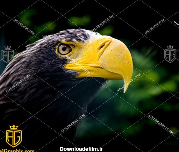 عکس عقاب سیاه رایگان مناسب برای چاپ و طراحی با رزو 300 - شاتر استوک عقاب - عکس با کیفیت عقاب - تصویر عقاب - شاتراستوک عقاب