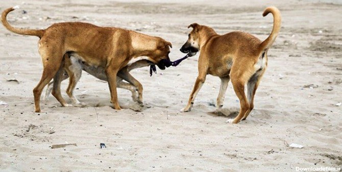 عکس هایی شوکه کننده از مسابقه زشت ترین سگ های جهان+ تصاویر