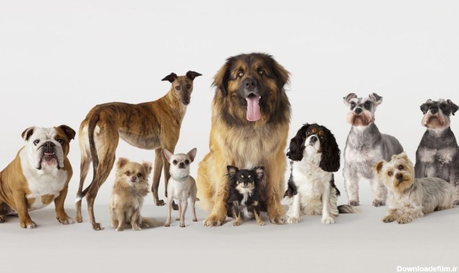 عکس نژاد های مختلف سگ ها
