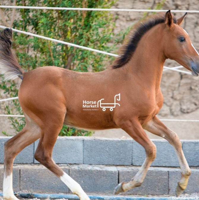 فروش کره اسب مادیان ۸ ماهه دره شور -