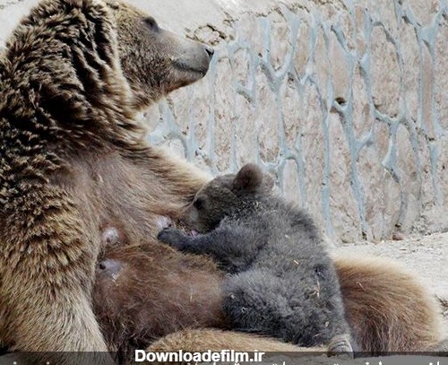 تولد یک توله خرس قهوه‌ای و دو گوساله گوزن زرد ایرانی در باغ‌وحش ...