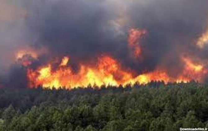 جنگل‌های سوخته زاگرس احیا می‌شوند؟