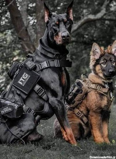 10 نژاد سگ قهرمان یا همان سگ نجات دهنده که در گارد پلیس استفاده می ...