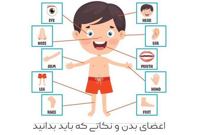 اعضای بدن به انگلیسی (و روش استفاده از آنها در جمله) - چرب زبان