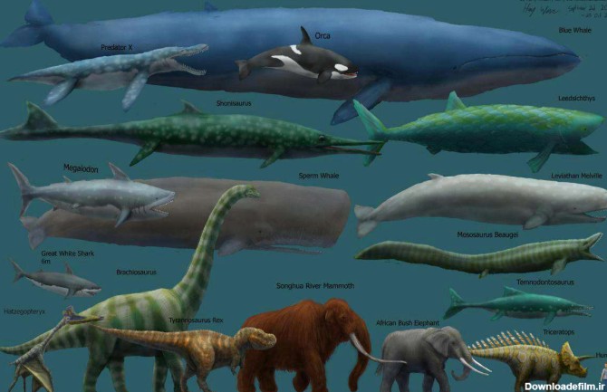 آیا می‌دانستید بزرگترین حیوان در طول تاریخ زمین نهنگ آبی است که هم اکنون نیز منقرض نشده و به حیات خود ادامه می‌دهد؟