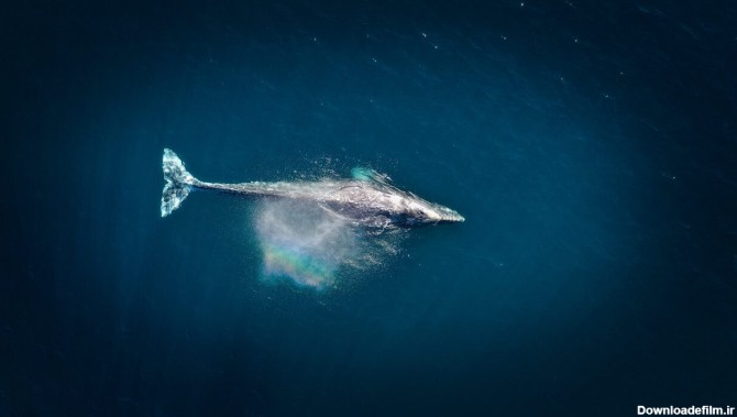 نهنگ ۵۲؛ تنهاترین نهنگ اقیانوس!/ عکس - خبرآنلاین