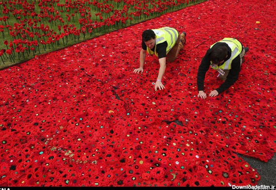 داستان عکس : همه این گل ها برای کسانی که در جنگ ها جانشان را از دست داده اند