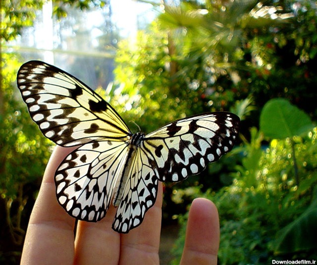 عکس‌های شگفت‌انگیز از دنیای پروانه‌ها