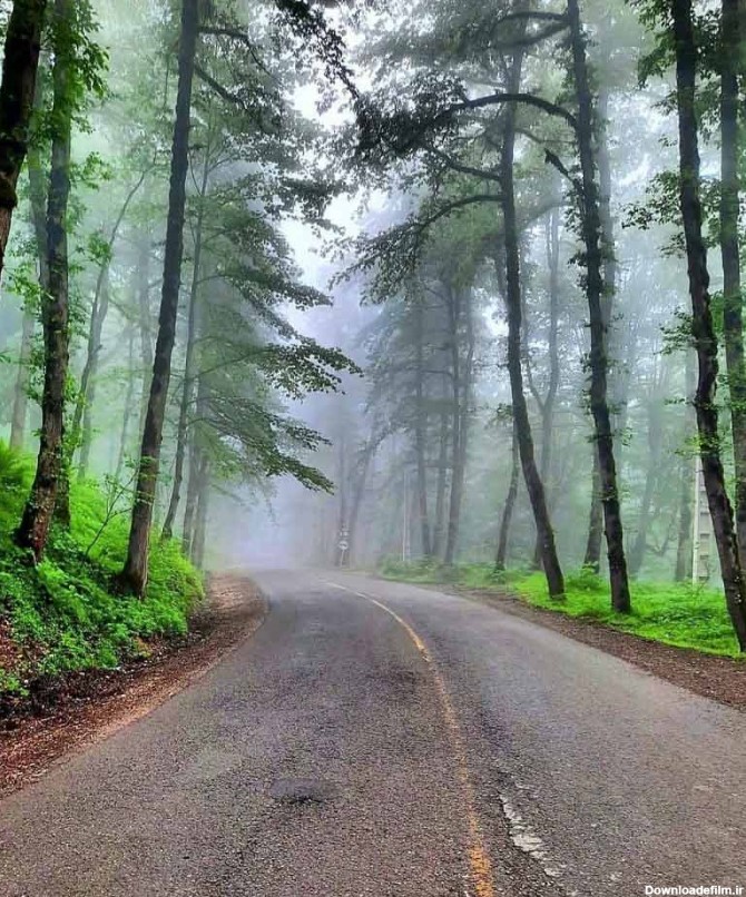 جاده مه گرفته میان درختان انبوه جنگل دالخانی