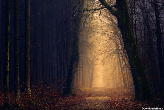 عکس زمینه درختان در مسیر تاریک و روشن جنگلی پس زمینه | والپیپر گرام
