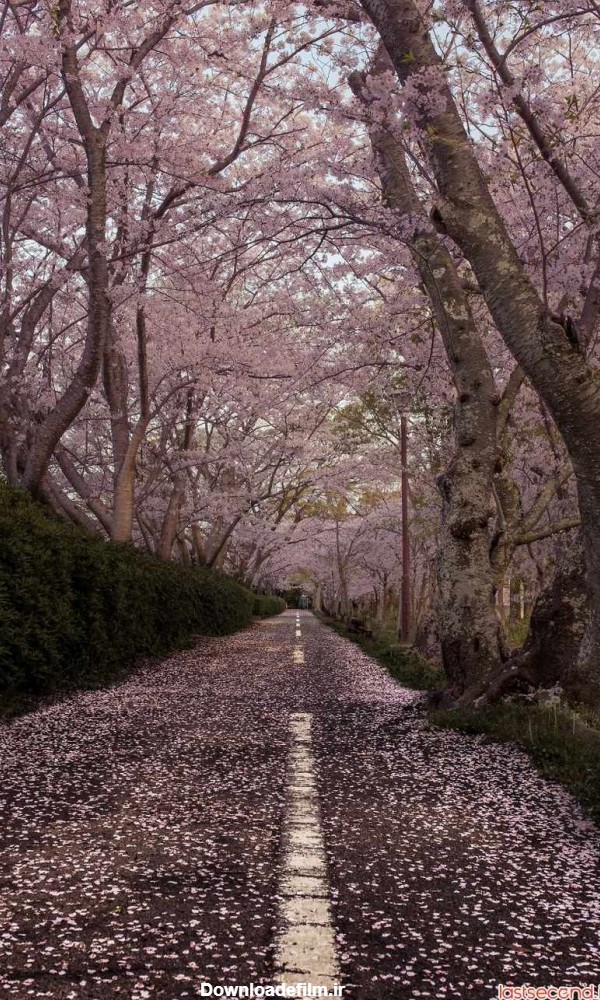 تصاویر رویایی از ژاپن و شکوفه های بهاری آن ‏ | لست سکند