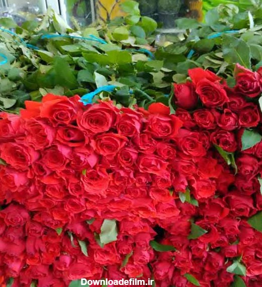 گل رز قرمز رنگ ایرانی فروش عمده