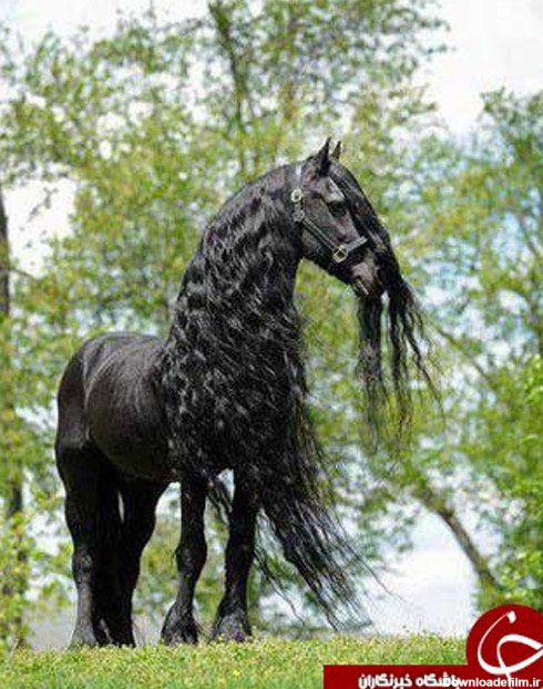 عکس از زیباترین اسب های جهان