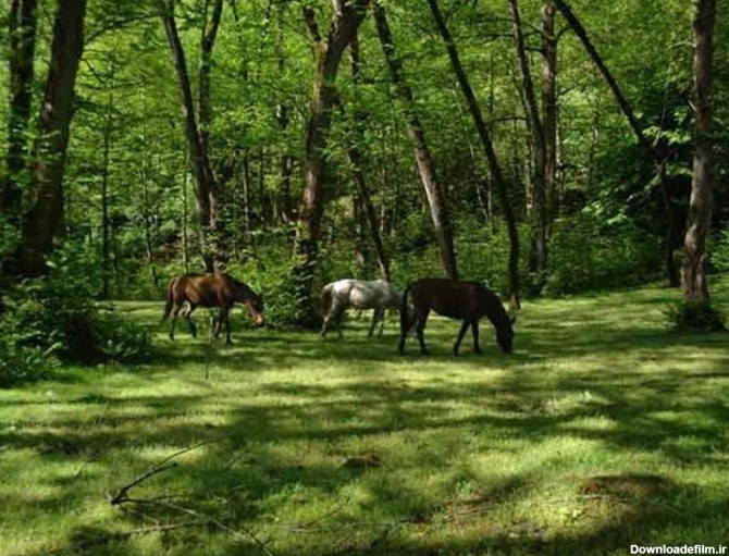 اسب های وحشی در جنگل سرسبز پلنگ دره