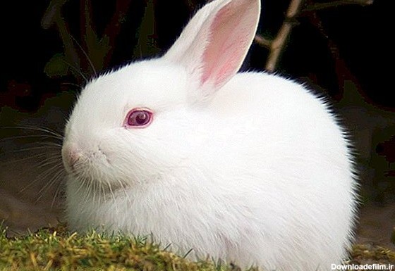 تماشای خرگوش چشم قرمز در موزه هفت‌چنار - همشهری آنلاین