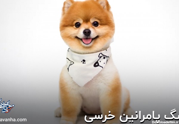 بیش از 35 تا عکس سگ پامرانین خرسی عروسکی برای پروفایل 🐕