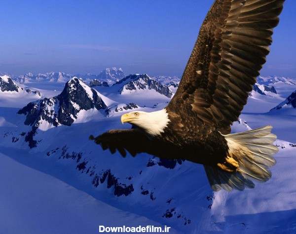 عکس عقاب در حال پرواز