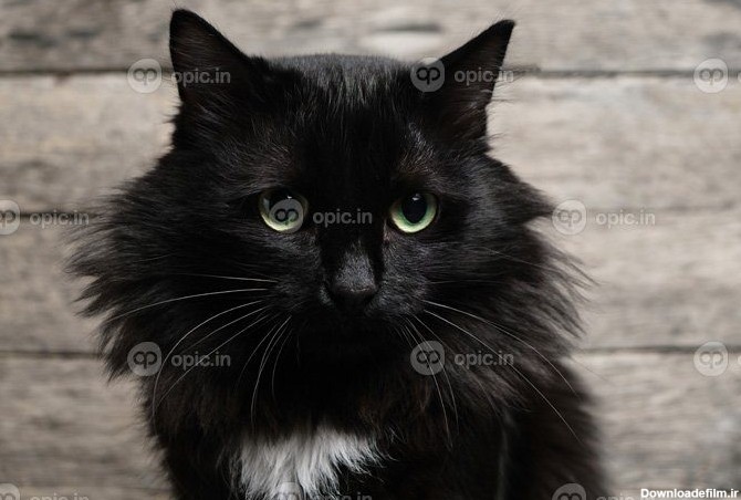 دانلود عکس گربه سیاه زیبا با چشمان سبز با خال سفید و یک | اوپیک