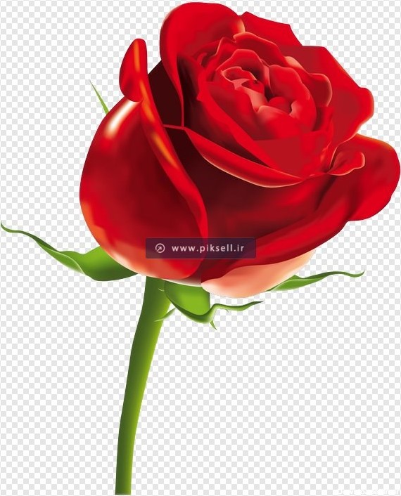 دانلود عکس گل رز قرمز تک شاخه