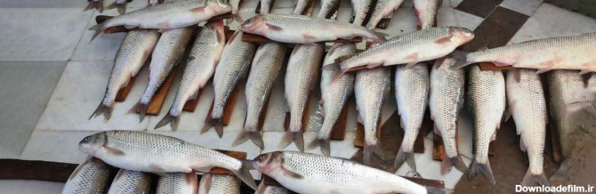 5 بازار خرید ماهی سفید مرغوب