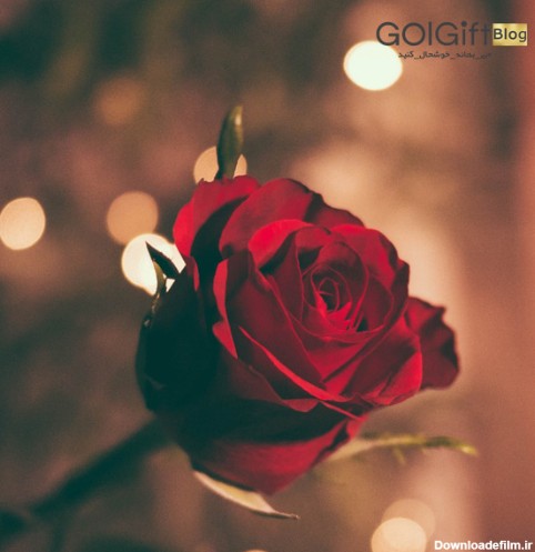 معرفی 10 گل سرخ رنگ برای شب یلدا | گل گیفت