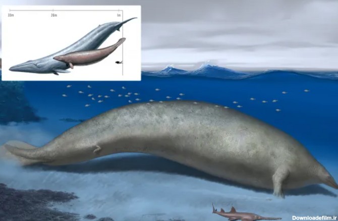 فرارو | وزن یک گونه عجیب نهنگ غول پیکر باستانی؛ ۳۴۰ یا ۷۰ تن؟
