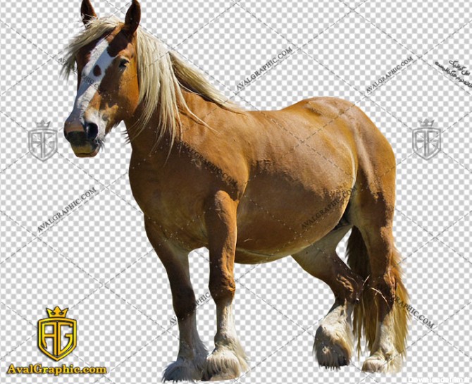 png اسب زینتی مسابقه , پی ان جی اسب , دوربری اسب , عکس اسب با زمینه شفاف, اسب با فرمت png