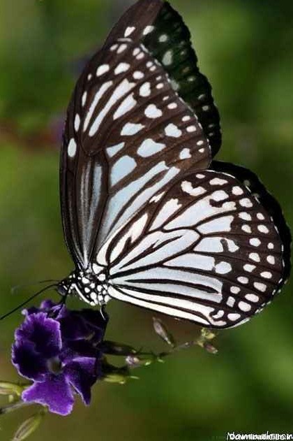 تصاویری بسیار زیبا از باغ پروانه ها در سری لانکا